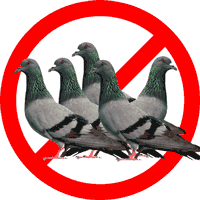 No More Pigeons 悯@񂶂@